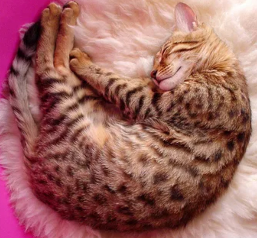 Почему животные спят свернувшись в клубок. Кошка клубочком. Спящий кот.